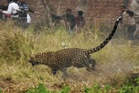 Leopard napadl malého chlapce (†4): Dítě útok nepřežilo