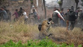 Rozrušený leopard napadl ve středu pět vesničanů v severní Indii. Stovky lidí se musely ve vesnici Lamba uchýlit na střechy, zatímco zvíře běhalo po ulicích a napadalo každého, kdo se mu připletl do cesty.