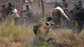 Rozrušený leopard napadl ve středu pět vesničanů v severní Indii. Stovky lidí se musely ve vesnici Lamba uchýlit na střechy, zatímco zvíře běhalo po ulicích a napadalo každého, kdo se mu připletl do cesty.