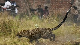 Leopard napadl malého chlapce (†4): Dítě útok nepřežilo