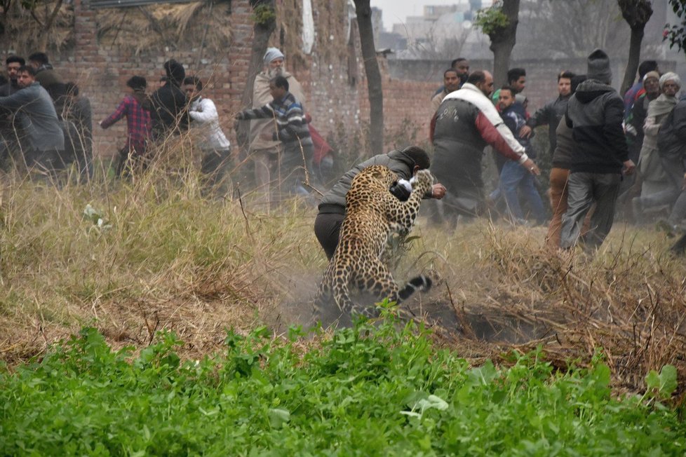 Rozrušený leopard napadl ve středu pět vesničanů v severní Indii. Stovky lidí se musely ve vesnici Lamba uchýlit na střechy, zatímco zvíře běhalo po ulicích a napadalo každého, kdo se mu připletl do cesty.