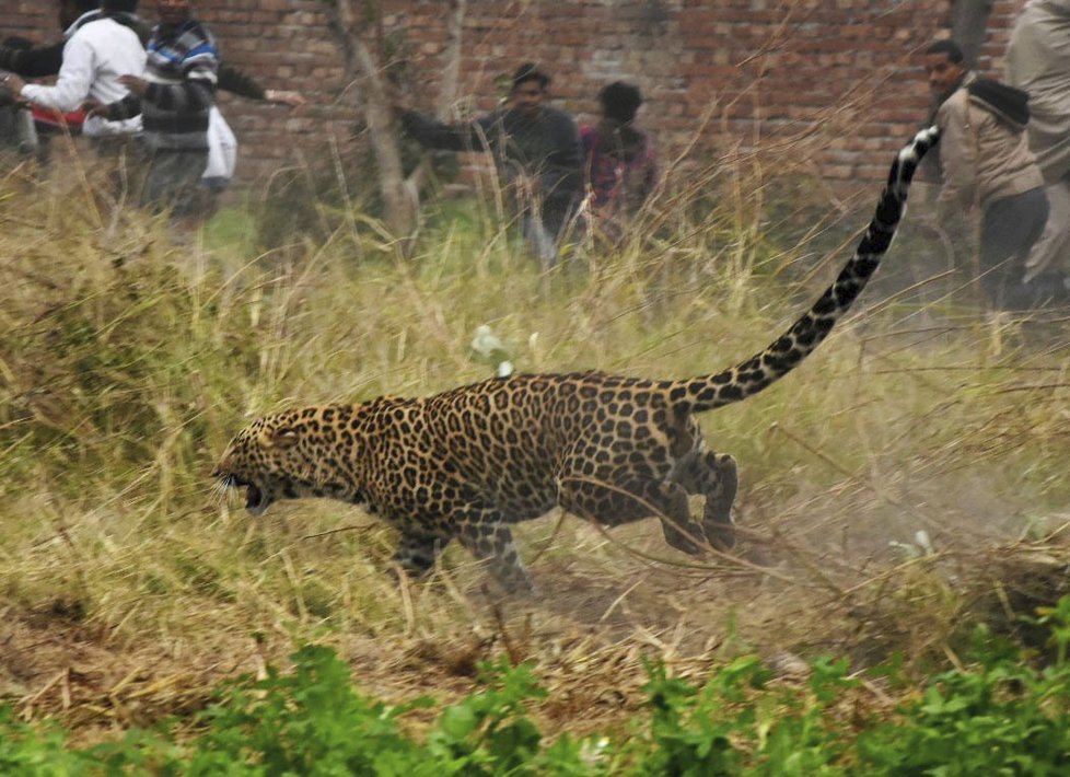 Rozrušený leopard napadl ve středu pět vesničanů v severní Indii. Stovky lidí se musely ve vesnici Lamba uchýlit na střechy, zatímco zvíře běhalo po ulicích a napadalo každého, kdo se mu připletl do cesty.