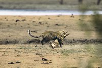 Unikátní souboj šelmy a velkého plaza: Levhart umí zabít i krokodýla