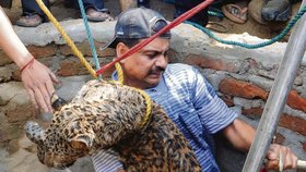 Veterinář Bijoy Gogoi si přehodil zvíře přes záda a dostal nahoru.