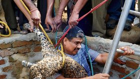Levhart, který spadl v severovýchodní Indii do studny