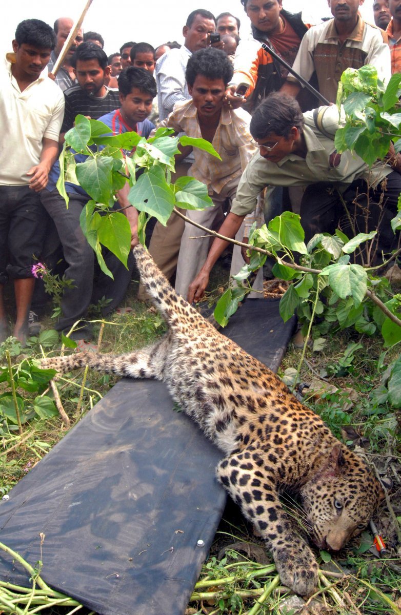 Vesničané by levharta asi ukamenovali, kdyby rychle nepřijela pomoc z nedaleké zoologické zahrady.