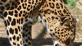 Cože? Zkoprnělý leopard nevěřícně zírá na malinkatou chundelatou kuličku, která okusuje jeho maso.