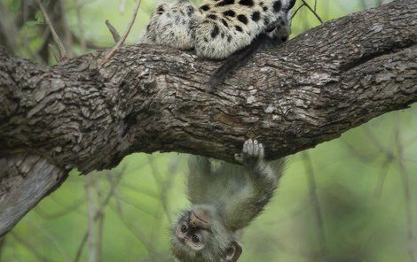 Leopard si nakonec musel najít jinou svačinku...