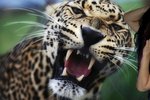 Focení se změnilo v naprostý horror: Na modelku (36) zaútočil leopard