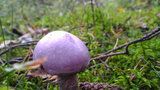 Čirůvky fialové se houbaři bojí, přitom jde o delikatesu. Opravdu hrozí záměna?