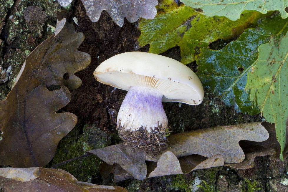 Čirůvka dvoubarvá, typická podzimní houba, která se ale může objevit i na jaře.
