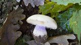 Na houby v prosinci: Čirůvka dvoubarvá roste i s prvními mrazíky. Jak ji poznat?