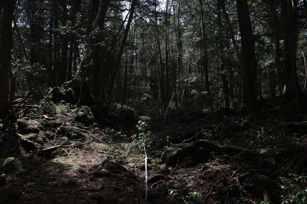 Les Aokigahara, neboli &#34;les sebevrahů&#34; v Japonsku.