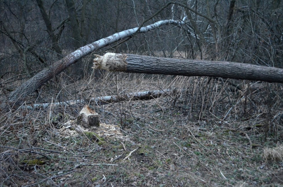 Lukáš Kuba (27) zjistil při obhlídce svých pozemků u Slezských Rudoltic, že místo lesa bude vlastnit jezera. Ta mu tam buduje rodinka bobrů.