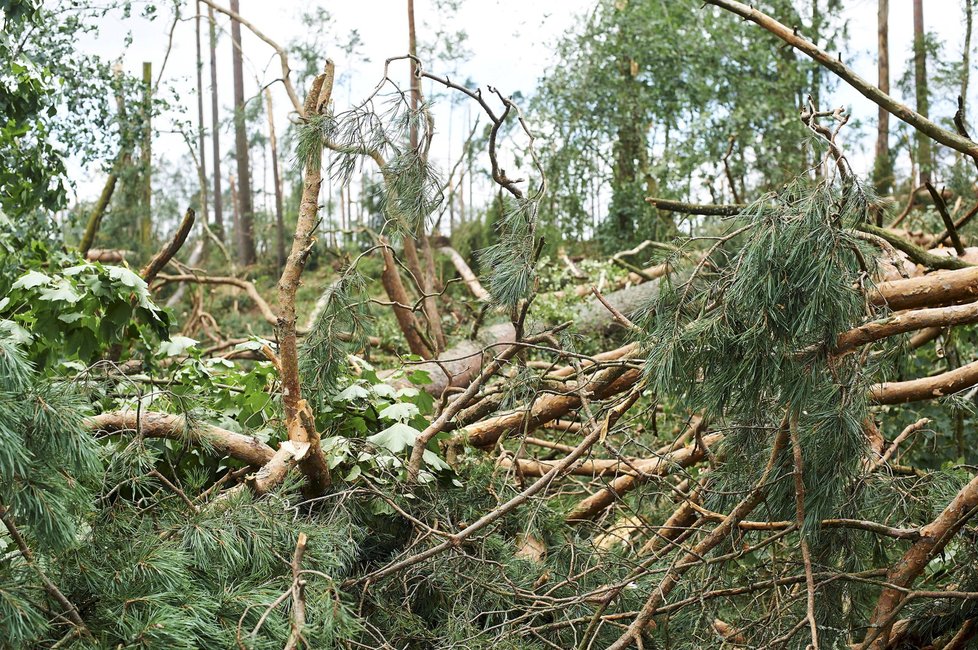 Bouře v Polsku porazila obří strom na tábor, dvě skautky zemřely