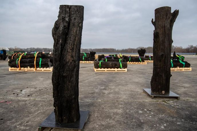 Nakládání pravěkých kmenů v Mošnově v lednu 2025. Kmeny následně putovaly do Japonska na Expo 2025. Nakládání pravěkých kmenů v Mošnově v lednu 2025. Kmeny následně putovaly do Japonska na Expo 2025.