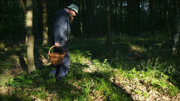 Nejpopulárnější sbíranou komoditou jsou v Česku tradičně houby.