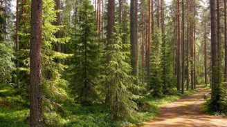 Petr Havel: Ceny dřeva a výrobků z něj porostou. I bez vlivu Lesů ČR Petr Havel: Ceny dřeva a výrobků z něj porostou. I bez vlivu Lesů ČR