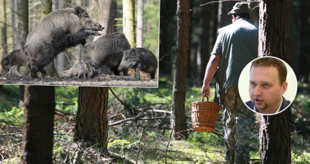 Houbaře a výletníky čeká v lese pokuta až 30 tisíc. Jurečka ji chce kvůli honu