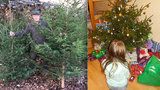 Zachráněné Vánoce: Lesníci darují 400 stromků dětem bez domova