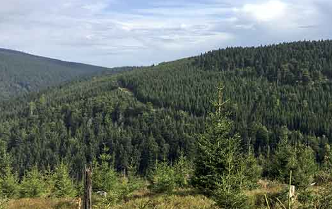 Lesy na Rychnovsku jsou hluboké. 