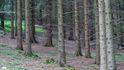 Lesy v Česku