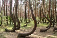 Pohádkový les v Polsku. Je zázračný?
