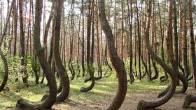 Borovice v polském lese rostou nakřivo