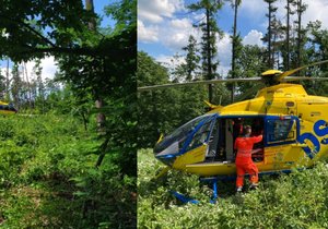 Na mladého muže spadl v lese u Rosic na Brněnsku při kácení strom. Záchranáři museli přistát mezi vysokými stromy.