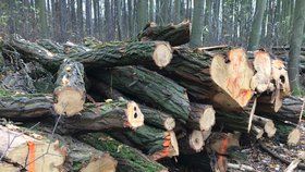 Kácení suchých a nemocných stromů v těchto dnech čeká les mezi Modřany a Kamýkem. (Ilustrační foto)