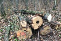 Kůrovec „sežere“ v Česku 60 milionů kubíků dřeva. Experti: Vláda na to kašle