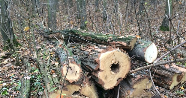 Kůrovec „sežere“ v Česku 60 milionů kubíků dřeva. Experti: Vláda na to kašle