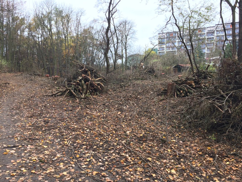 U barrandovských filmových ateliérů vykáceli kus lesa.