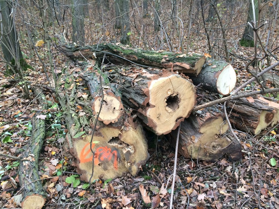 Strom napadený kůrovcem