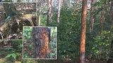 Tropy skončily, v Praze si dál vybírají svou daň: Seschlé stromy hrozí pádem na několika místech