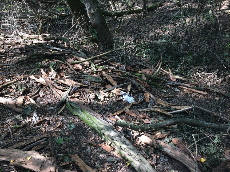 Tropy opustily Prahu, ale sucho si dál vybírá svou daň. Zesláblé stromy napadají škůdci.