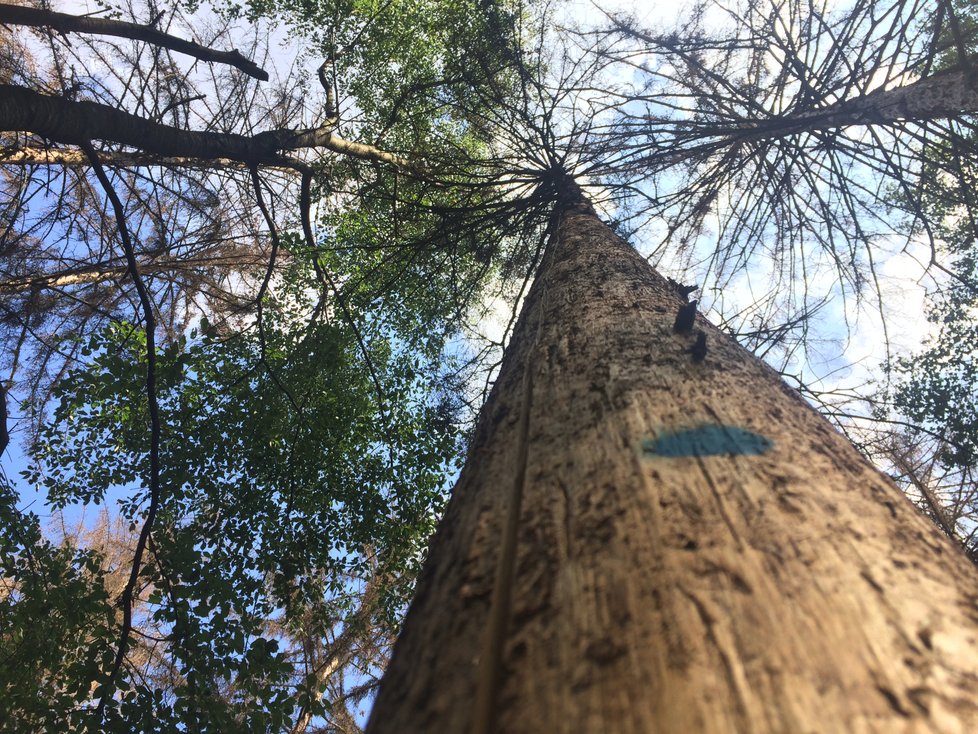 Kalamita kůrovce je nebezpečím pro všechny zesláblé stromy, které nemají dostatek vody a jsou oslabené klimatem, ve kterém nevyrostly