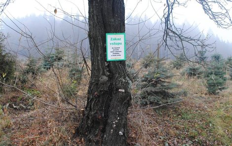U mladých lesů se objevily cedule se zákazem vstupu.