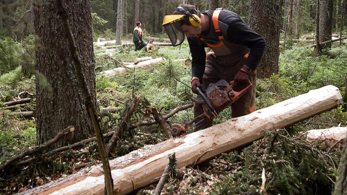 Lesní dělník odkorňuje smrk napadený kůrovcem. I přes blokádu ekologických aktivistů pokračovala 26. července asanace několika tisíc stromů v šumavské lokalitě Na ztraceném u Modravy.