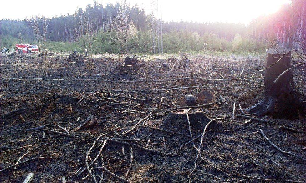 Některé stromy, které při lesním požáru na Blanensku hrozily pádem, museli hasiči skácet, takže z nich zbyly jen pařezy.
