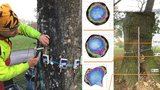 Když je strom „u doktora“: Lesníci používají speciální tomograf, měří kmen pomocí zvuku! Jak to funguje?