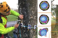 Když je strom „u doktora“: Lesníci používají speciální tomograf, měří kmen pomocí zvuku! Jak to funguje?