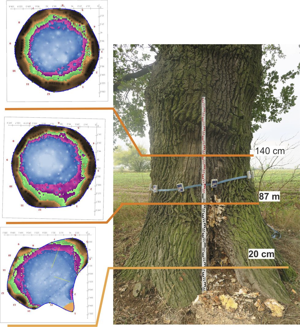 Pražští lesníci zjišťují zdravotní stav stromů pomocí speciálního tomografu.