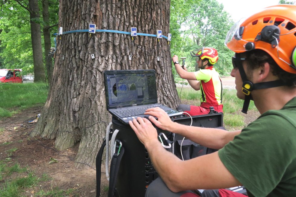 Pražští lesníci zjišťují zdravotní stav stromů pomocí speciálního tomografu.