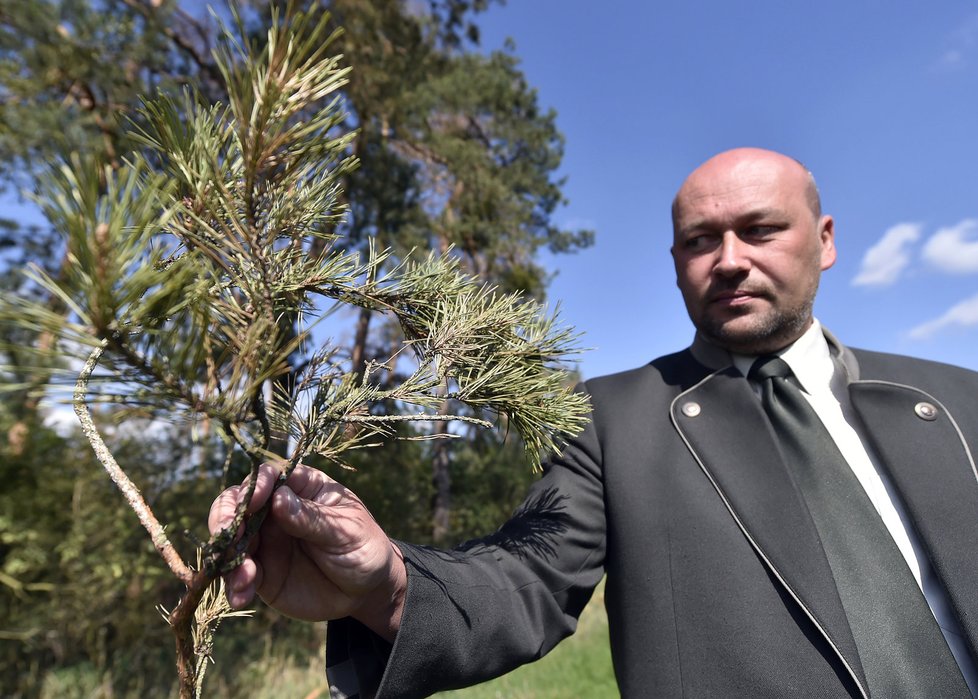 Ředitel společnosti Lesy ČR Jihomoravského kraje Dalibor Šafařík ukazuje uschlé borovice napadené invazivní houbou.