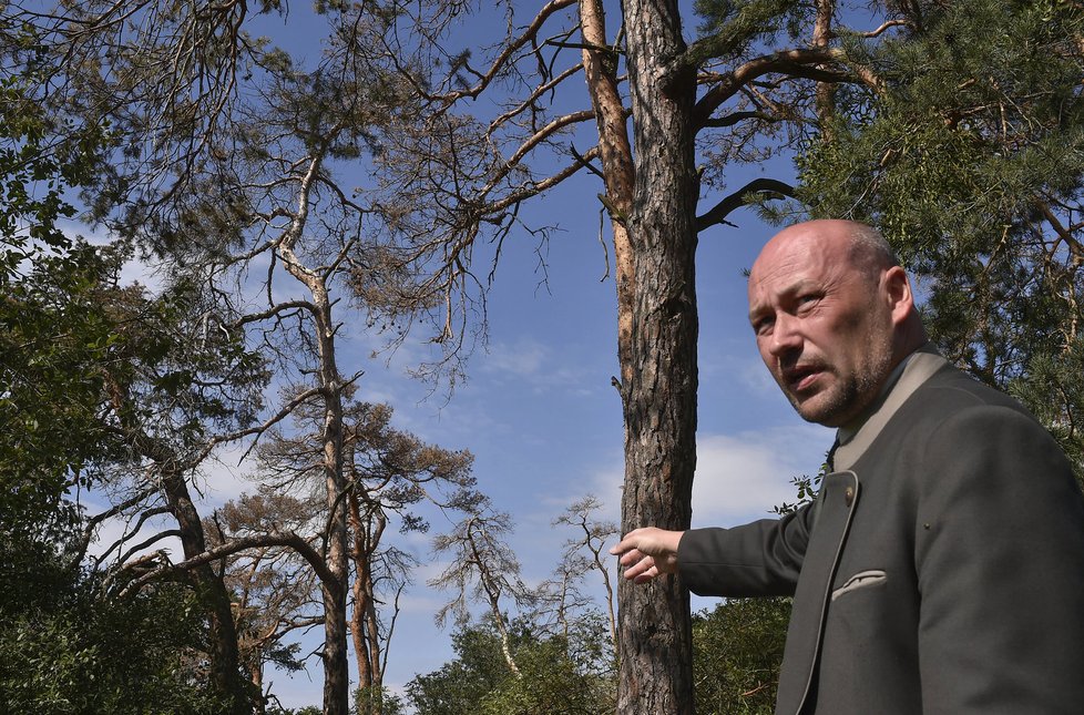 Ředitel společnosti Lesy ČR Jihomoravského kraje Dalibor Šafařík ukazuje uschlé borovice napadené invazivní houbou.