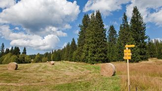 Lesům ČR klesl za první tři čtvrtletí hrubý zisk o víc než polovinu. Kvůli kůrovci a levnému dřevu