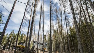 Lesy ČR se v pololetí propadly do ztráty téměř půl miliardy korun, na vině je opět kůrovec