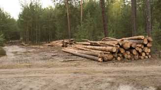 Lesům ČR do konce července klesl kvůli kůrovci zisk o 47 procent