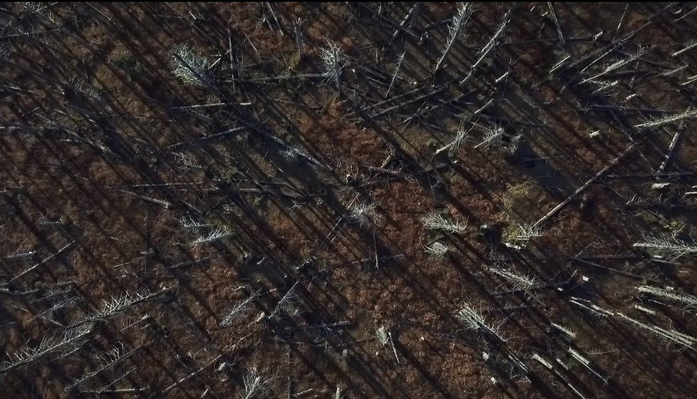 Záběry z dokumentu &#34;Lesy bez hranic&#34;. Režisérka natáčela převážně na Šumavě, ve Slovensku a v Rakousku